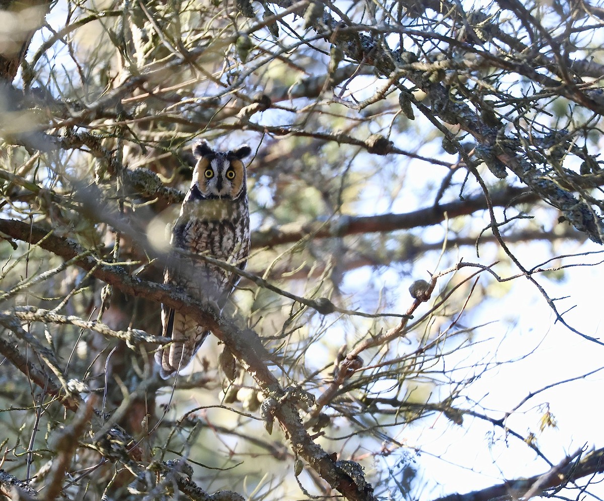 Long-eared Owl - ML609124718
