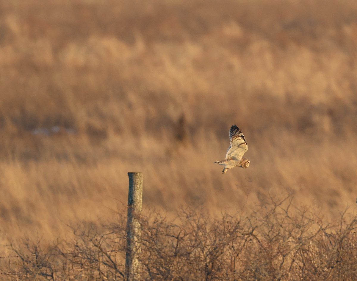 Short-eared Owl - ML609124753