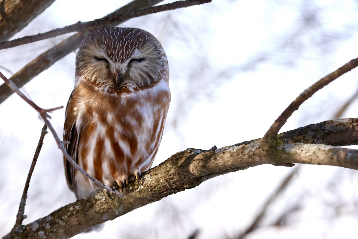 Northern Saw-whet Owl - ML609124762