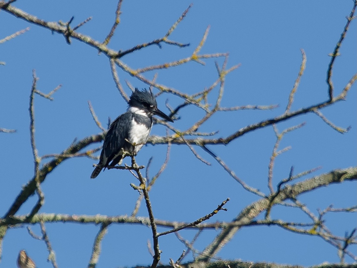 Belted Kingfisher - ML609124891