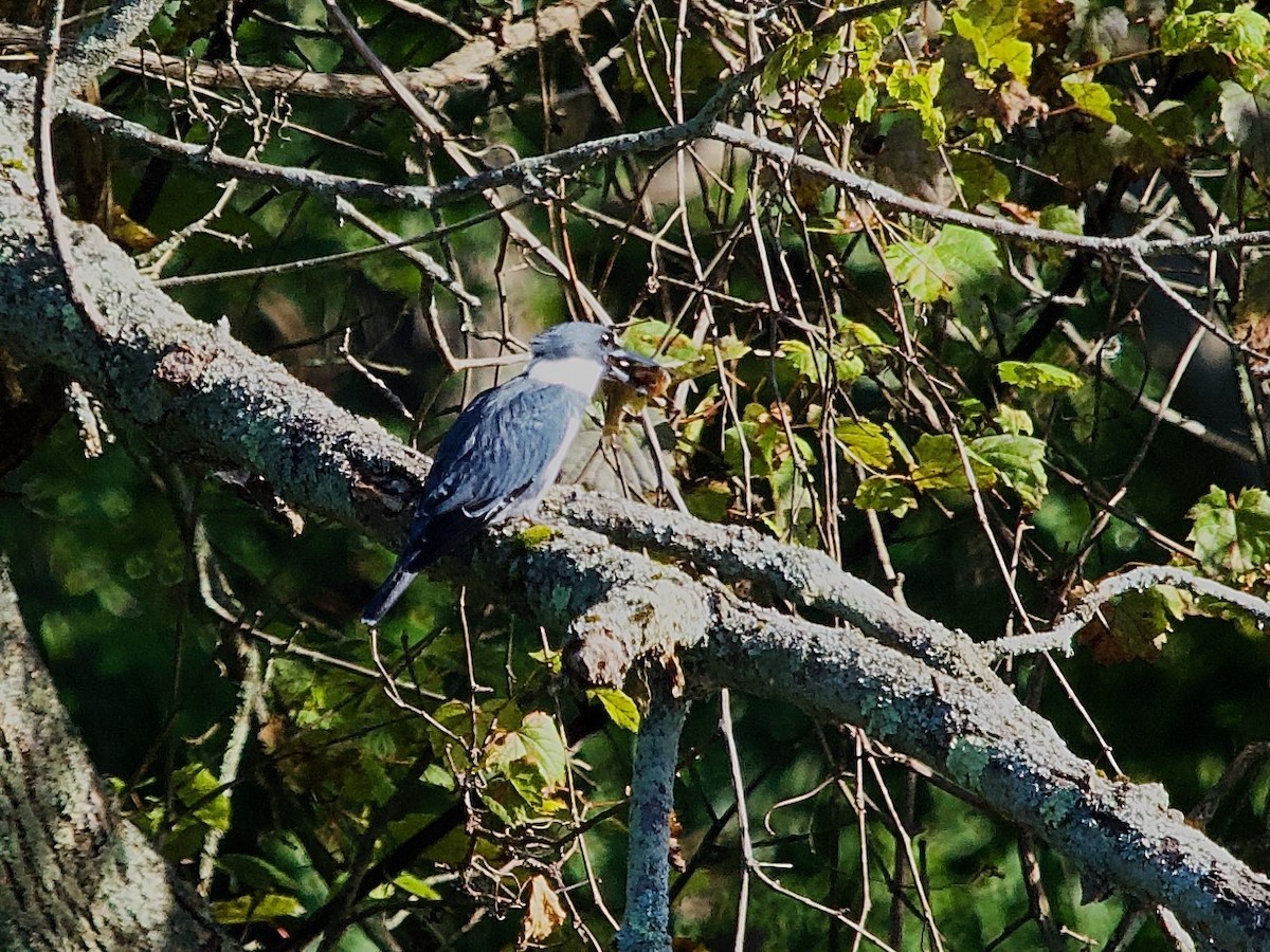 Belted Kingfisher - ML609124919