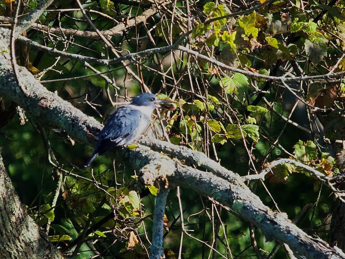 Belted Kingfisher - ML609124920