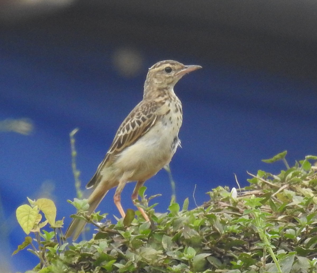 Long-legged Pipit - Tony Crilley