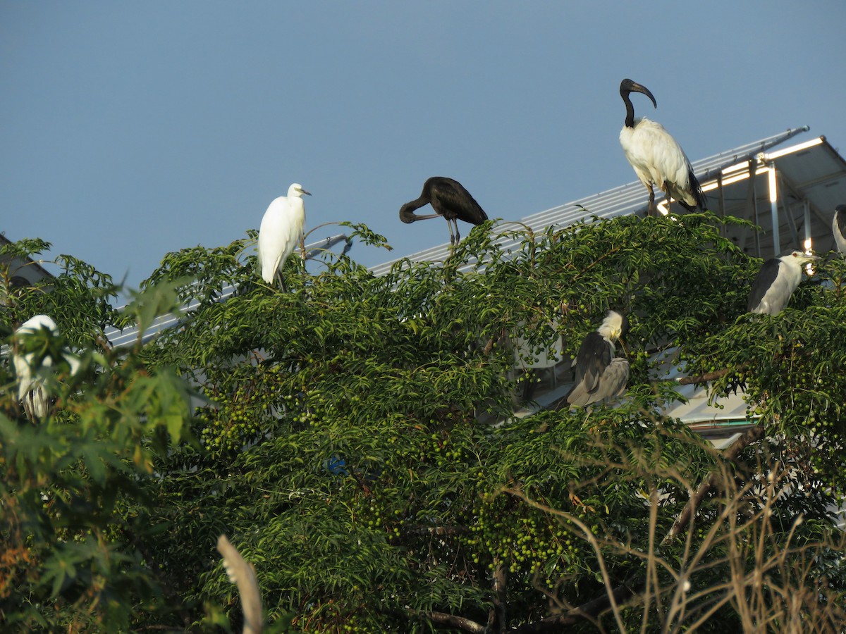 African Sacred Ibis - ML609124981