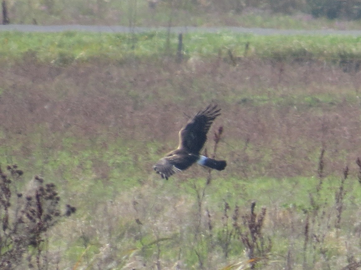 Hen Harrier - ML609124989