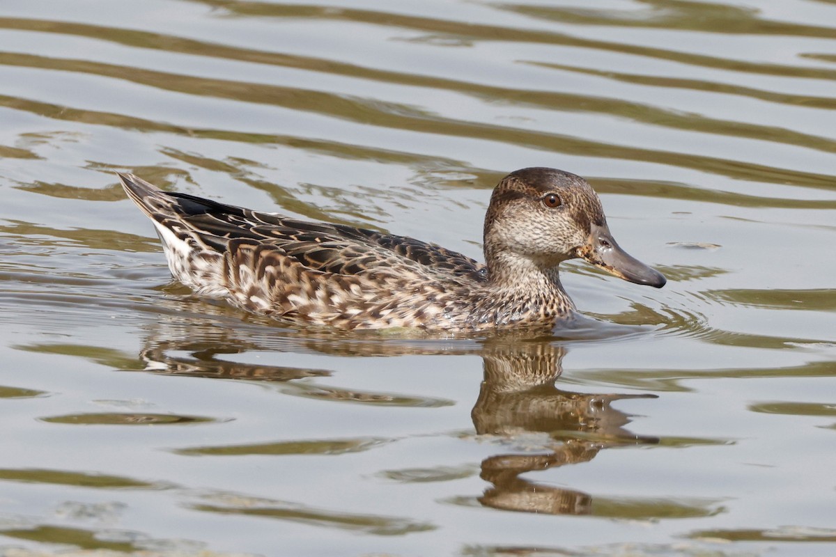 Green-winged Teal (Eurasian) - ML609125214