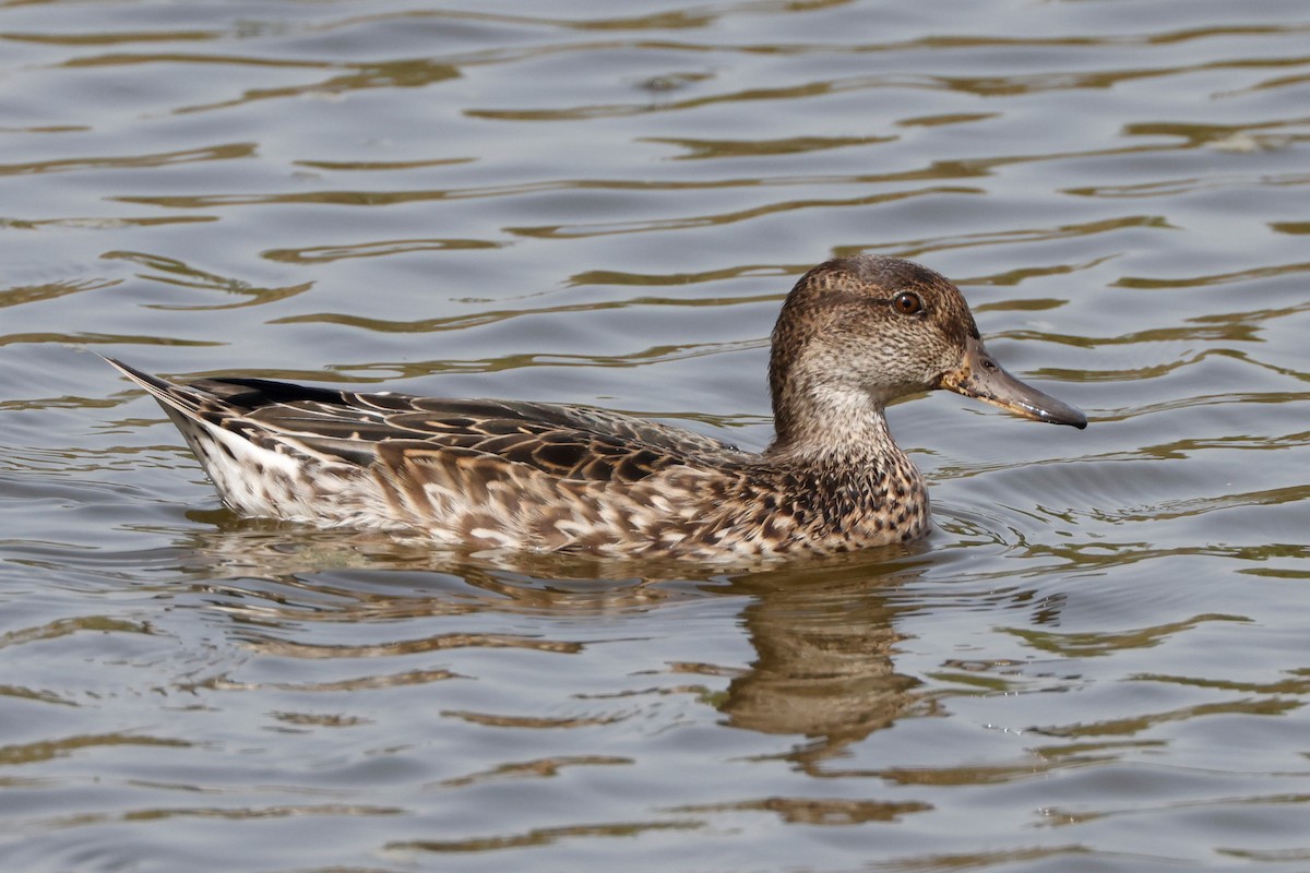 Green-winged Teal (Eurasian) - ML609125215