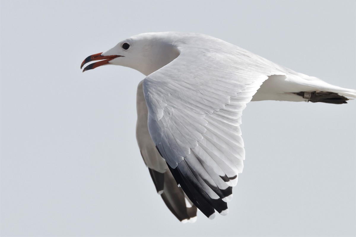 Audouin's Gull - ML609125239