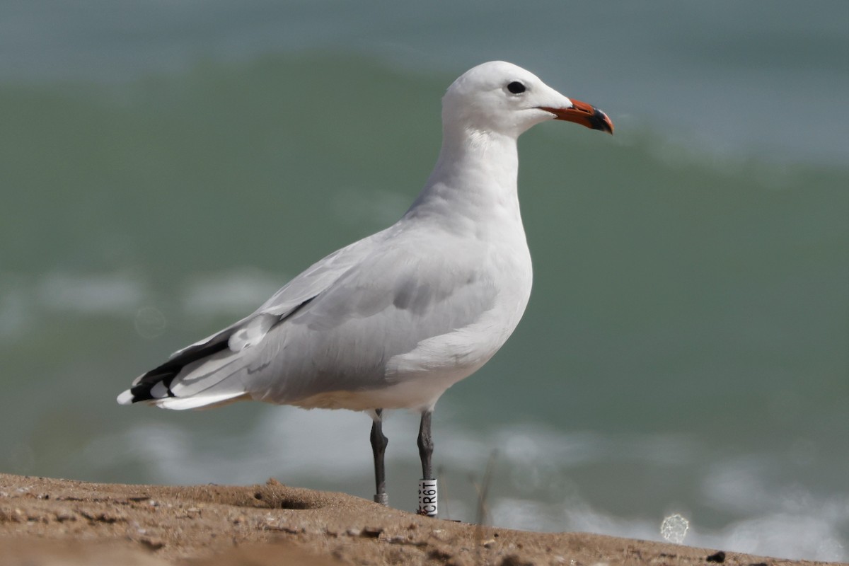 Audouin's Gull - ML609125240