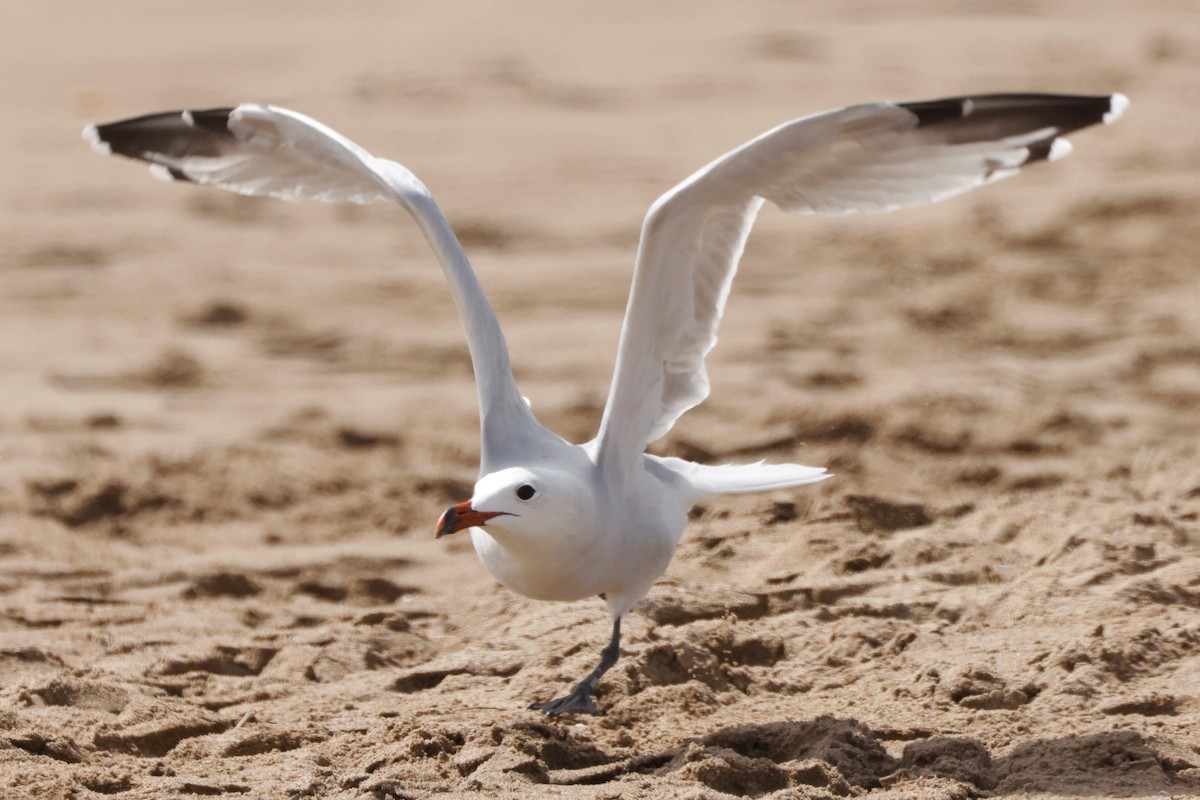 Audouin's Gull - ML609125241