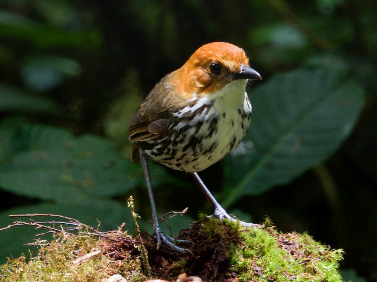 Chestnut-crowned Antpitta - David Cabrera