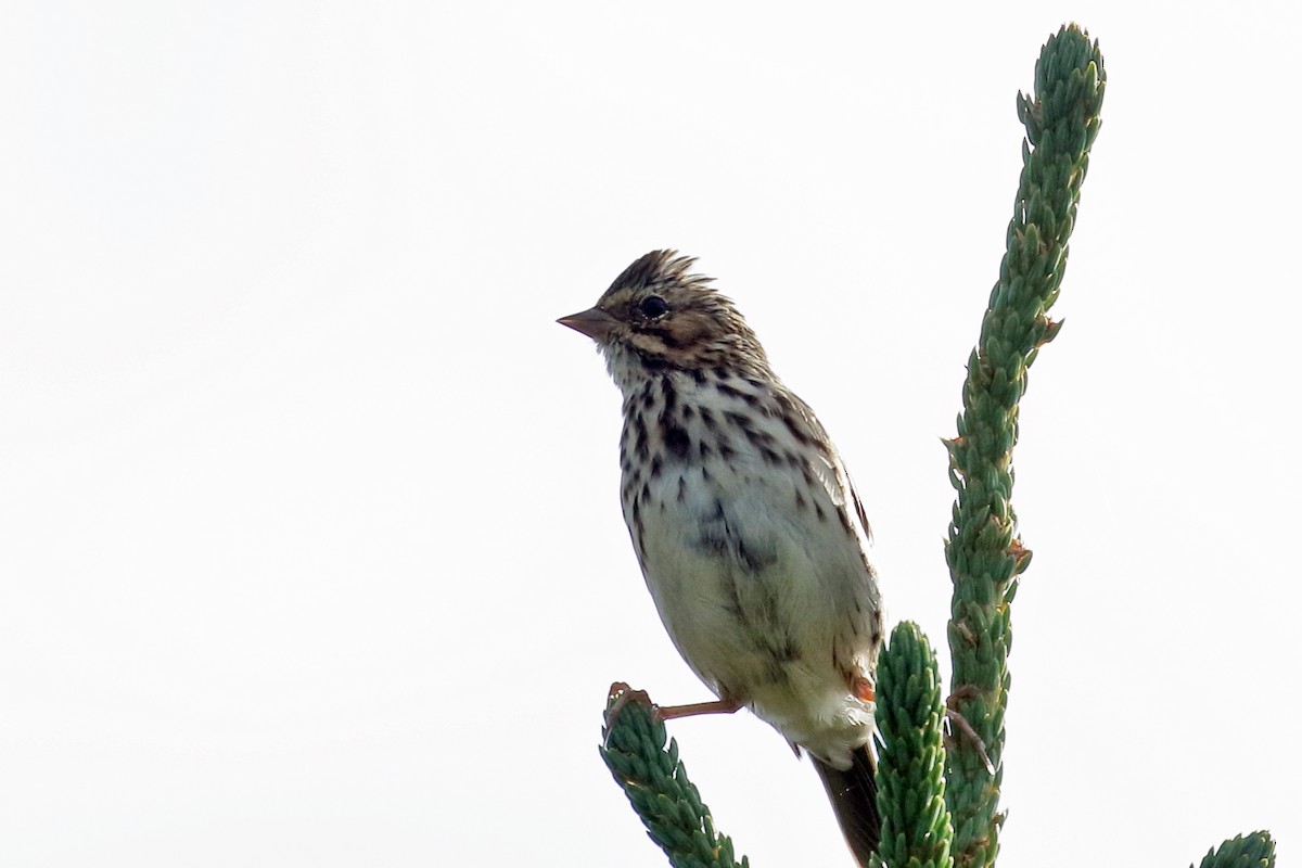 Savannah Sparrow - Zbigniew Swiacki