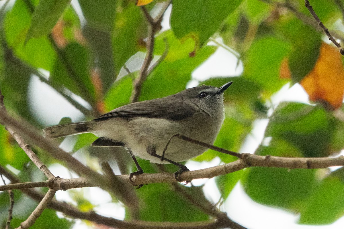 Brown Gerygone - ML609125696