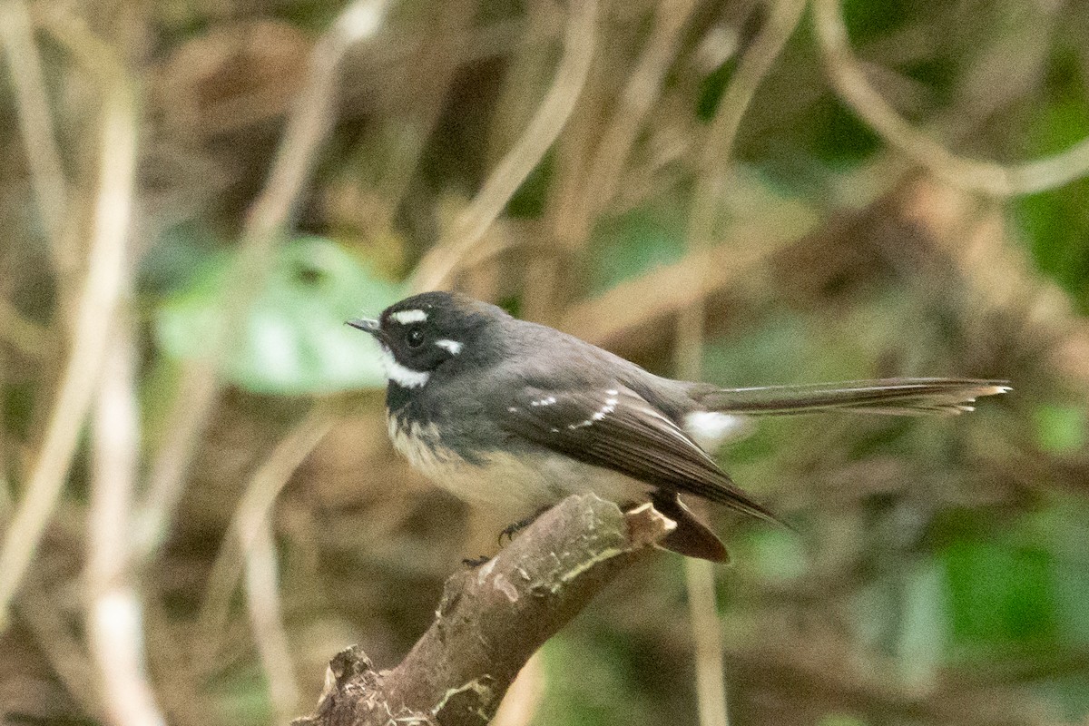 Gray Fantail (keasti) - ML609125698