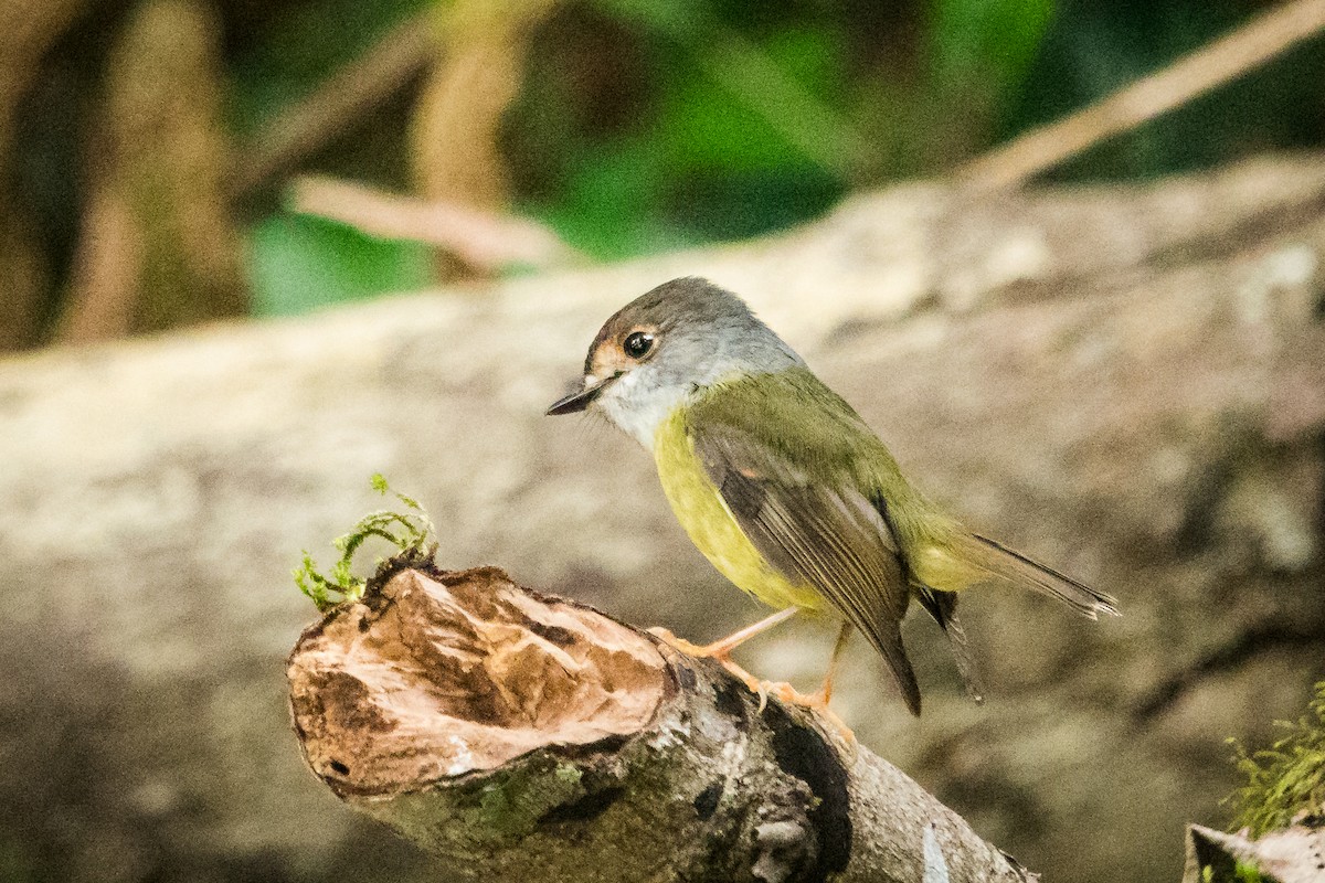 Pale-yellow Robin - ML609125716