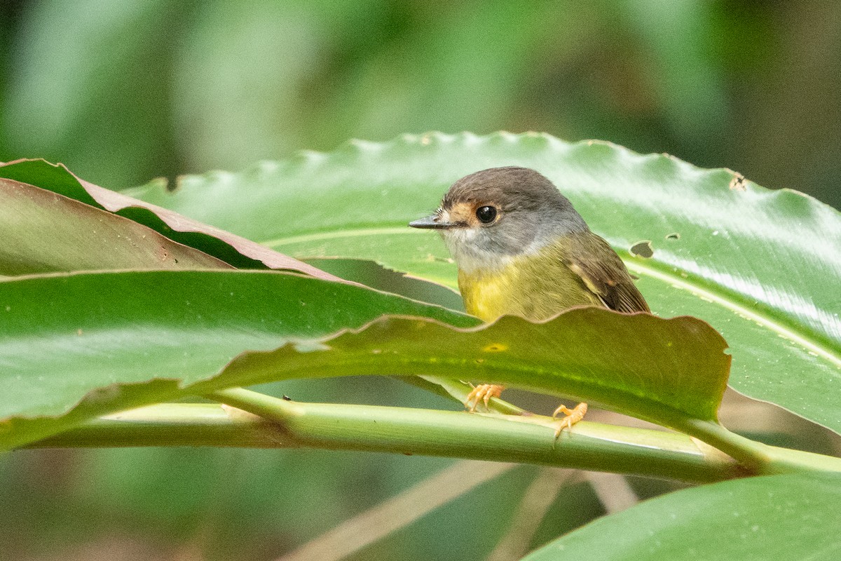 Pale-yellow Robin - ML609125717