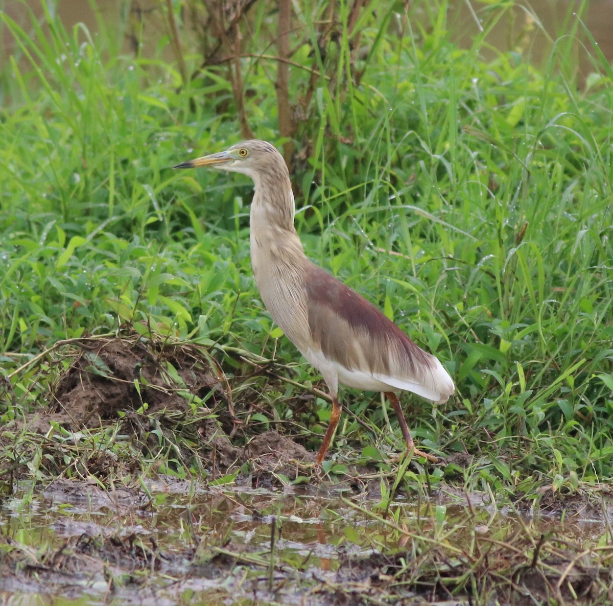 Indian Pond-Heron - ML609125786