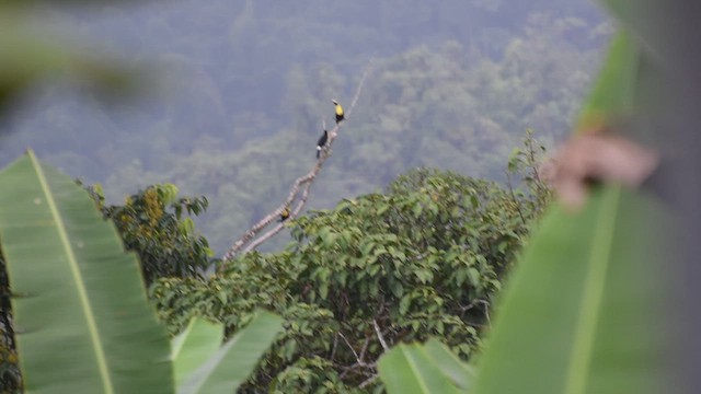 Tucán del Chocó - ML609125825
