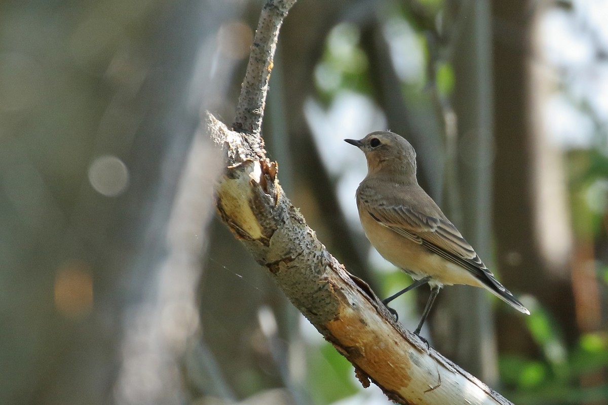 Northern Wheatear - ML609125887