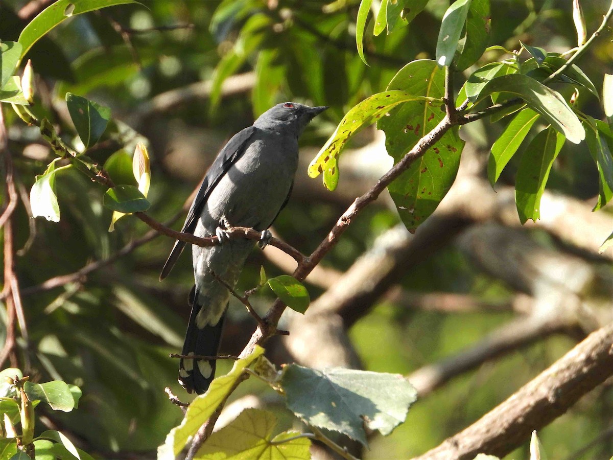 Black-winged Cuckooshrike - ML609126021