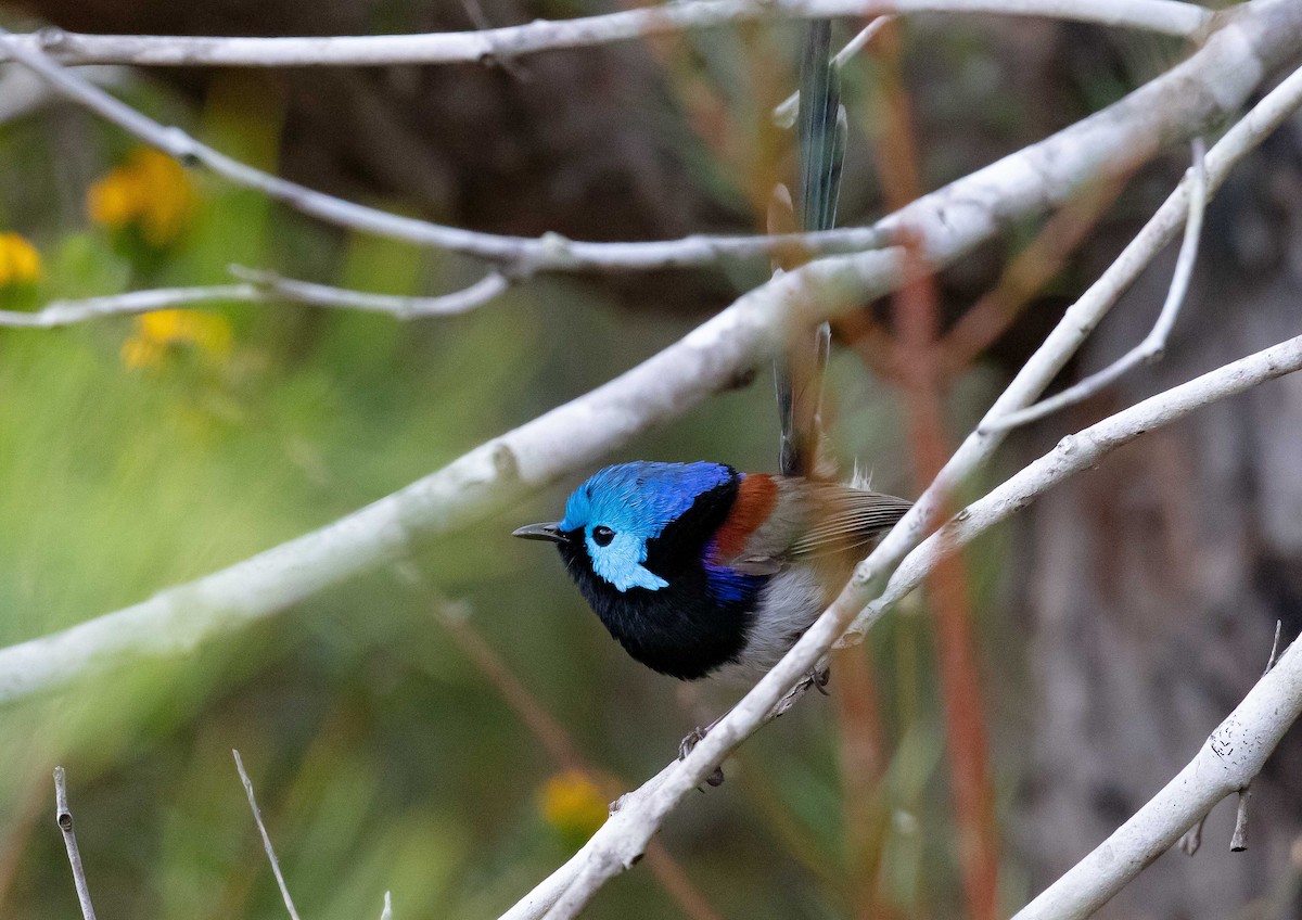 Variegated Fairywren - Hickson Fergusson