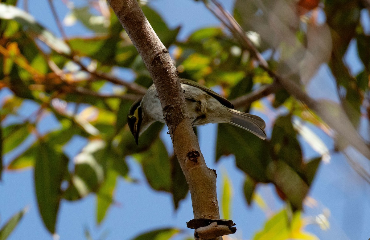 Yellow-faced Honeyeater - ML609126075