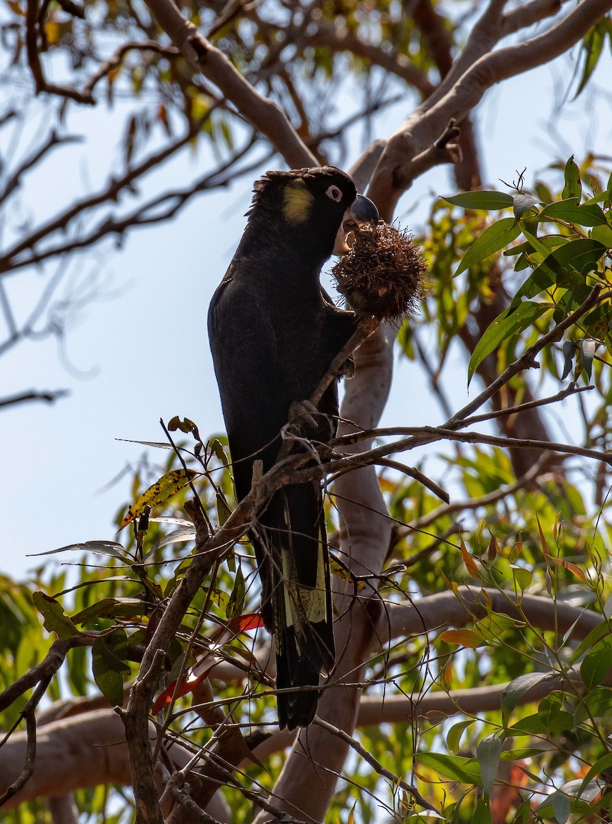 Yellow-tailed Black-Cockatoo - ML609126080