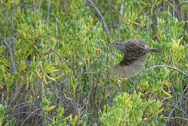 Grassland Sparrow - ML609126095