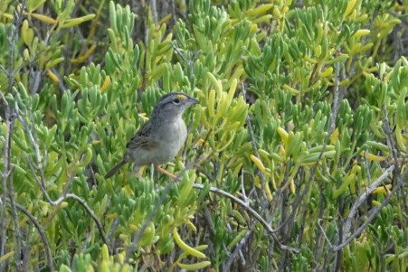 Grassland Sparrow - ML609126096
