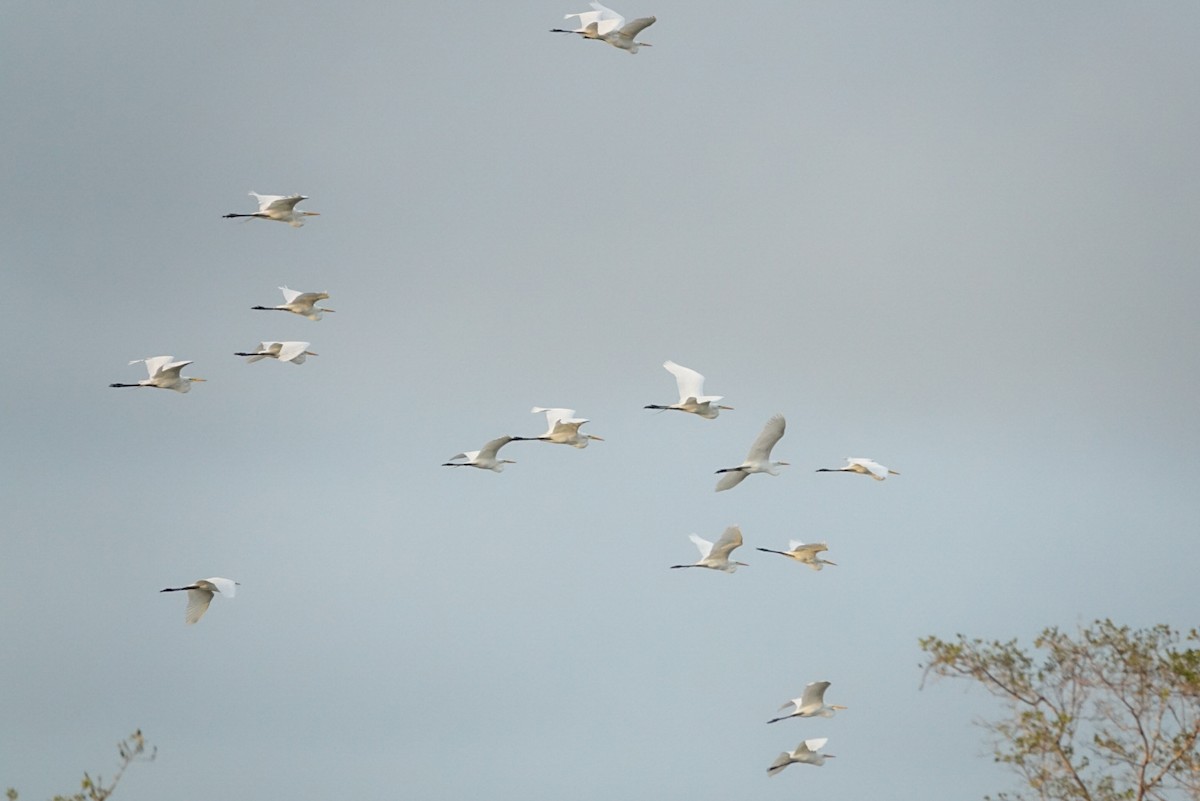 Great Egret - ML609126139