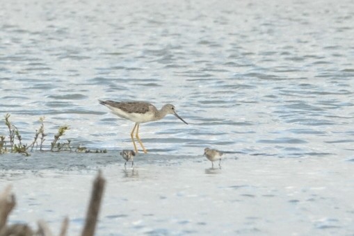 Greater Yellowlegs - ML609126171