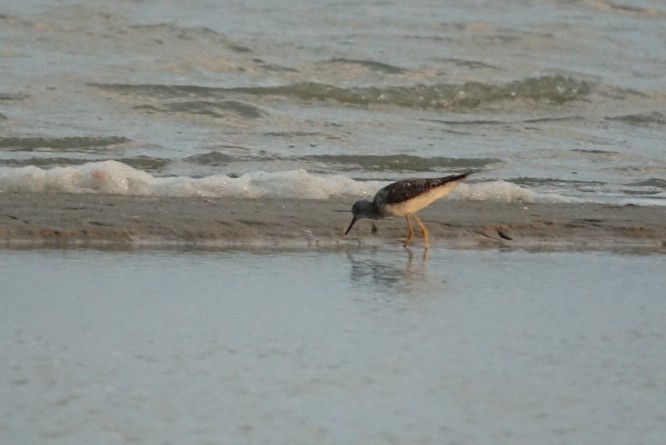 Greater Yellowlegs - ML609126172