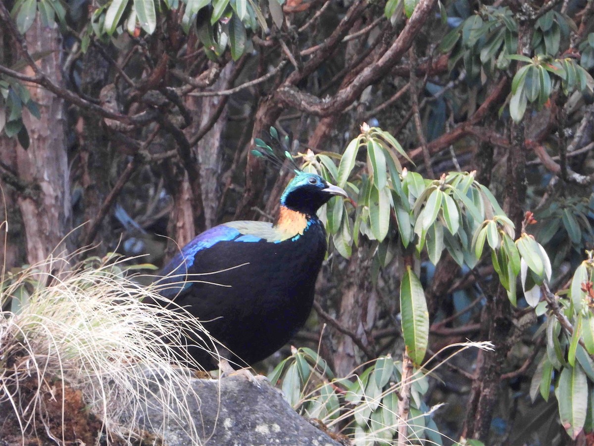 Himalayan Monal - ML609126214