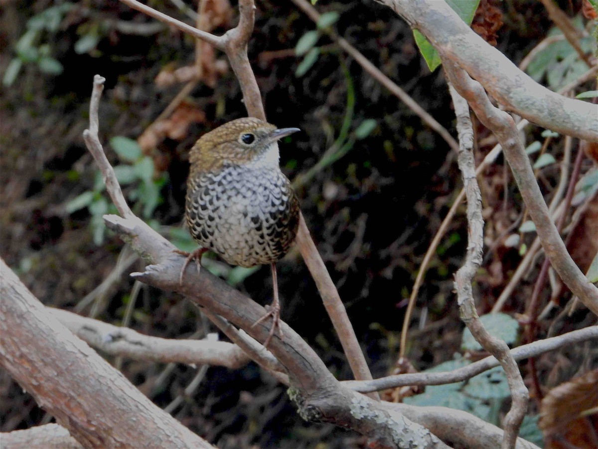 Scaly-breasted Cupwing (Himalayan) - ML609126231