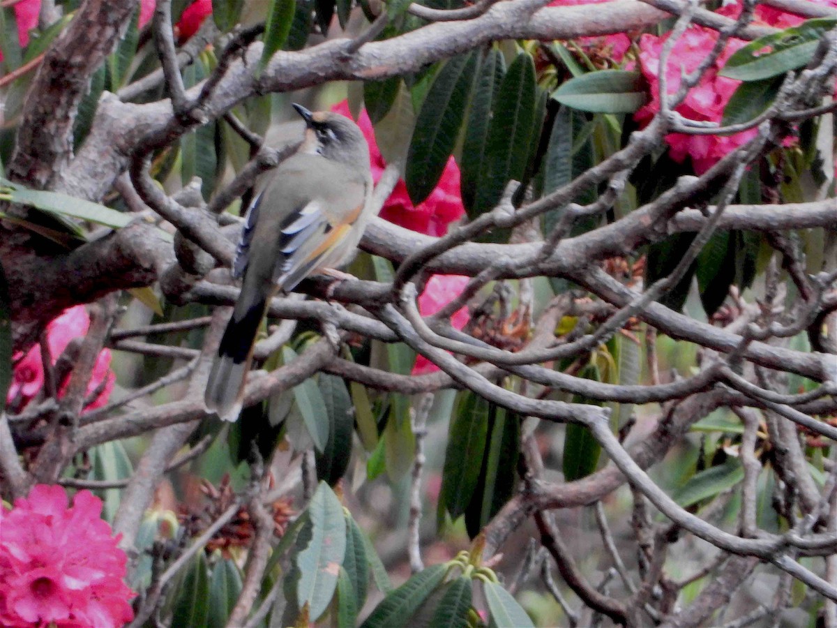 Variegated Laughingthrush - ML609126232