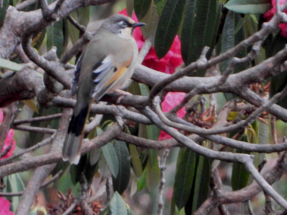 Variegated Laughingthrush - ML609126233