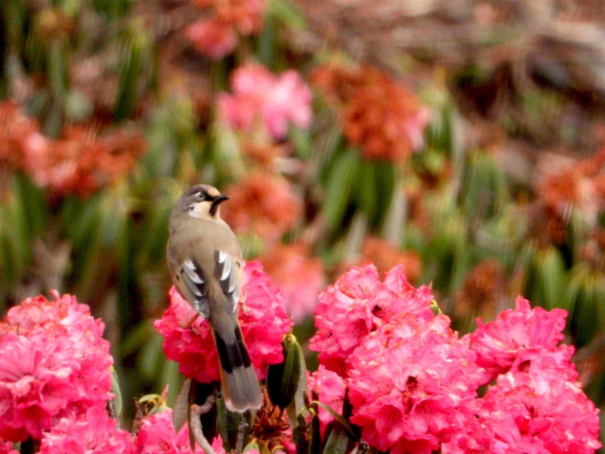 Variegated Laughingthrush - ML609126235