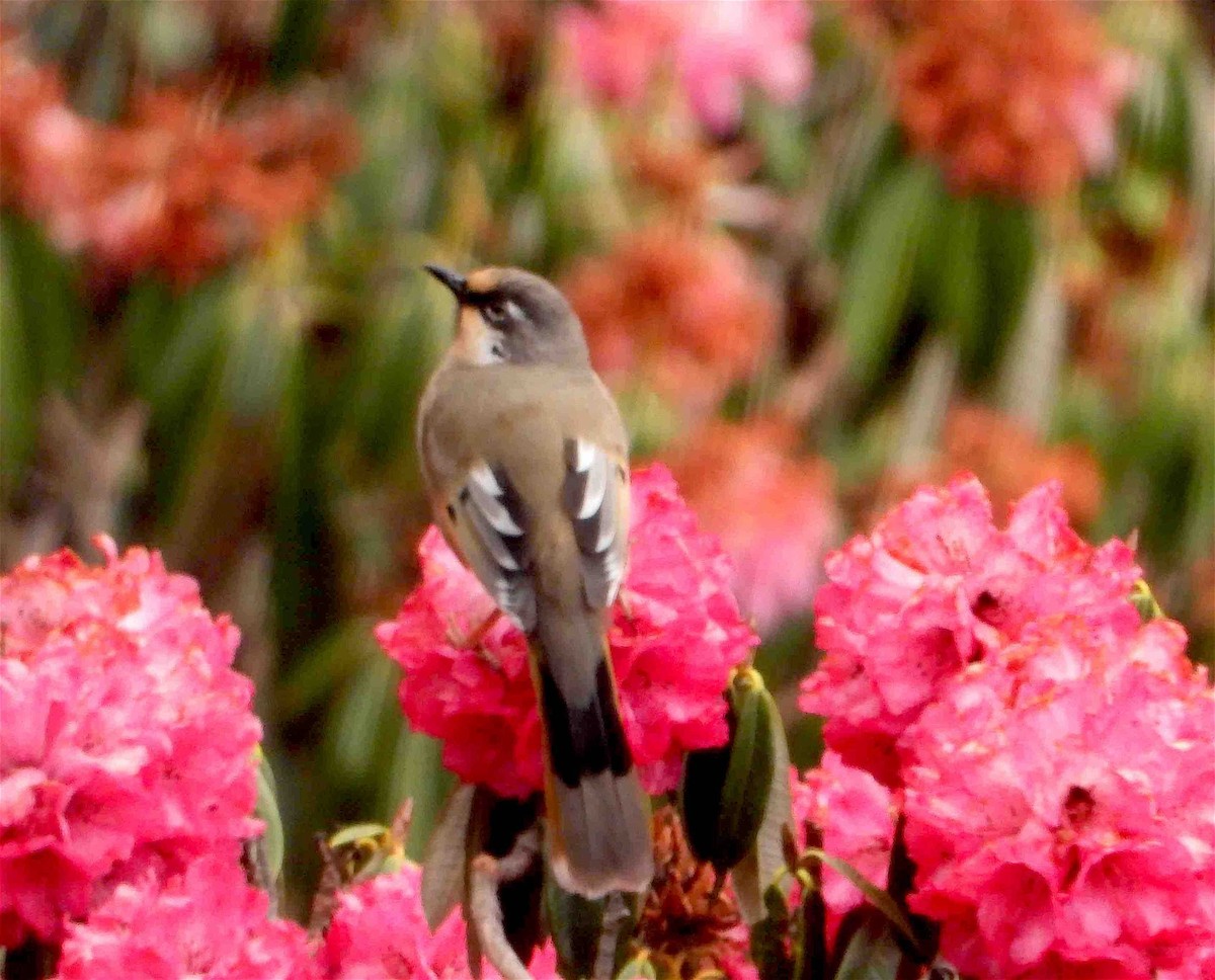 Variegated Laughingthrush - ML609126236