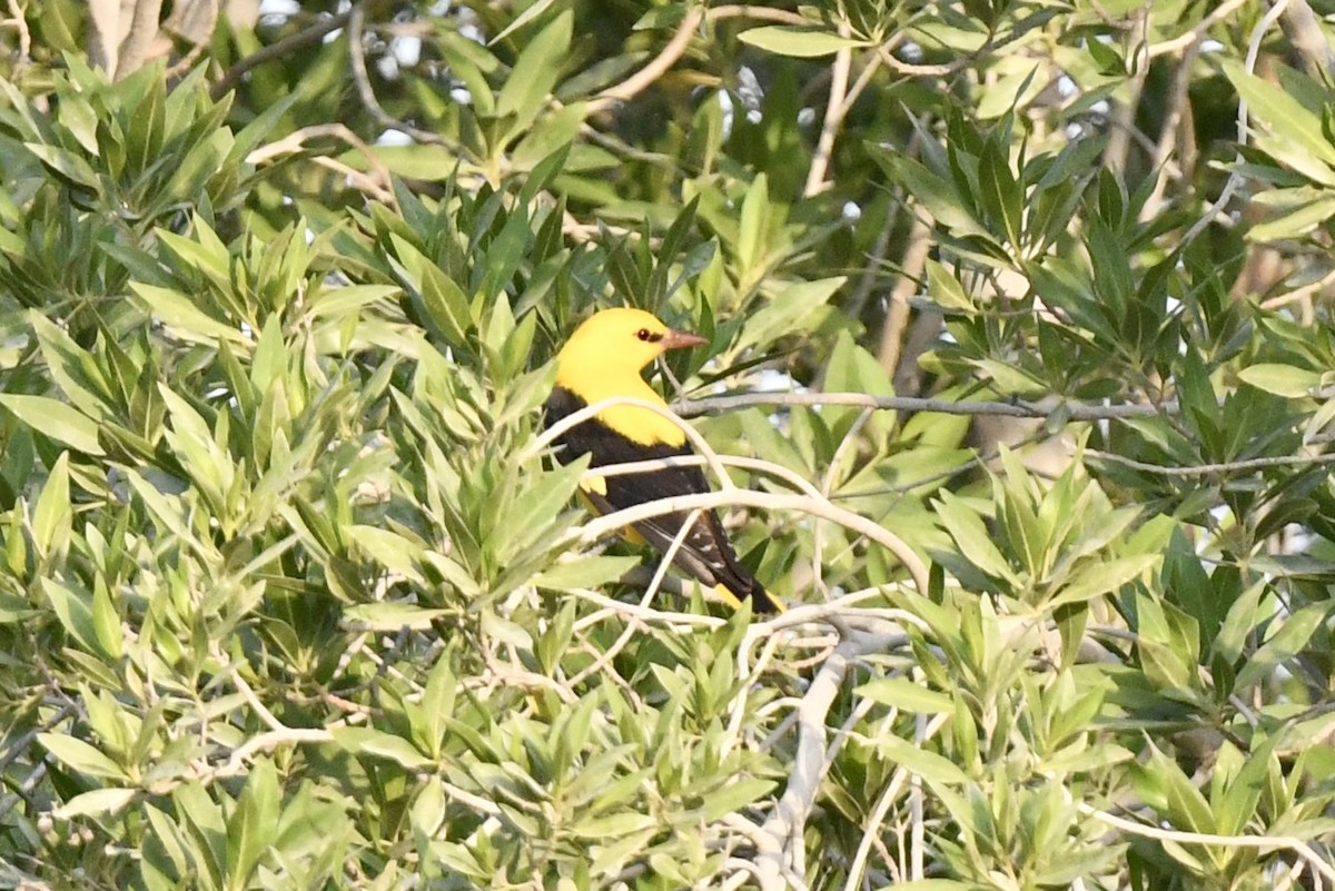 Eurasian Golden Oriole - ML609126253