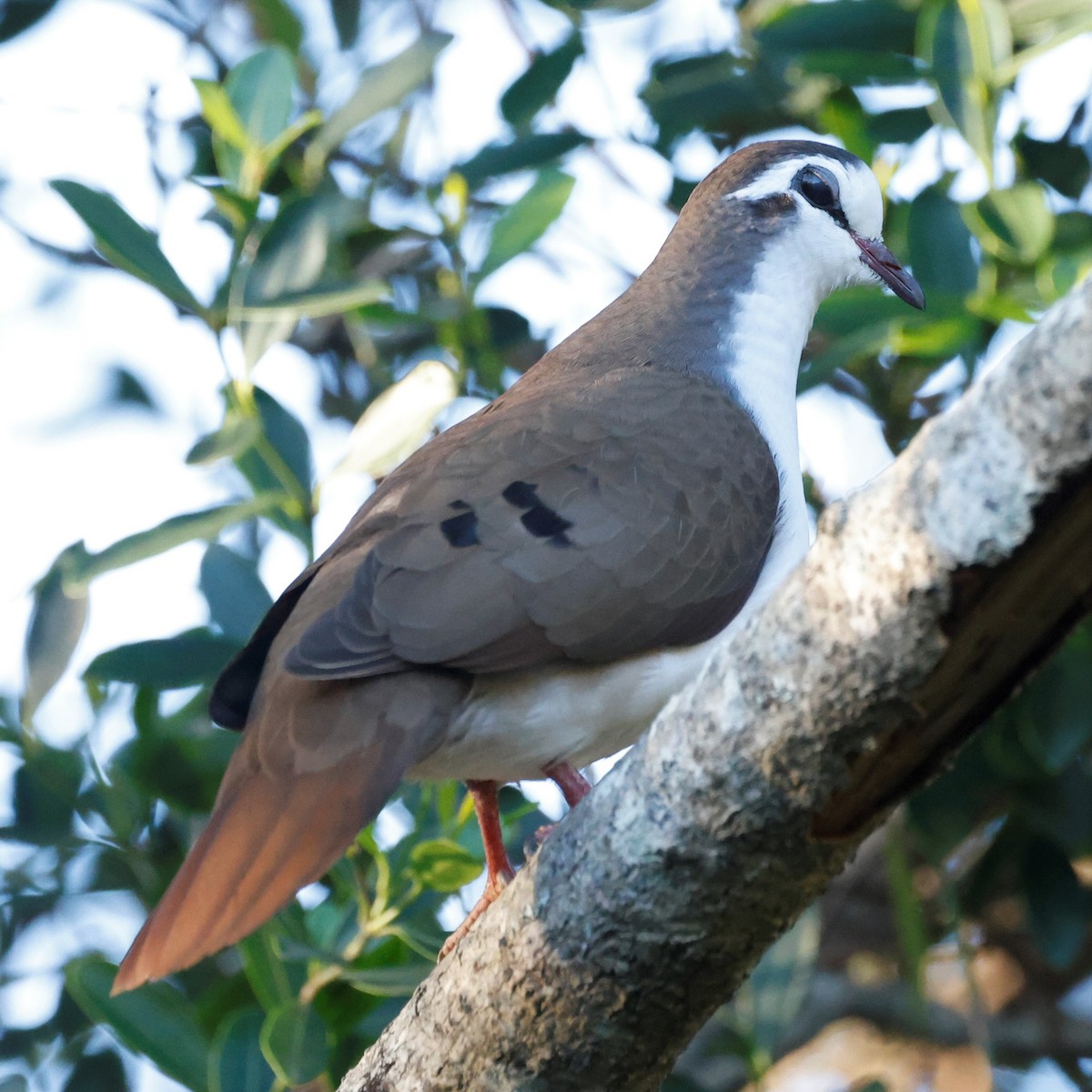 Tambourine Dove - John Mills