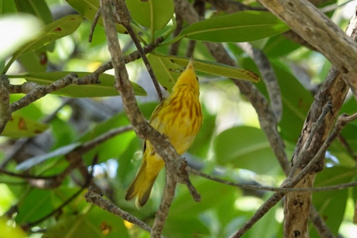 Yellow Warbler - Yaudimar Bermúdez