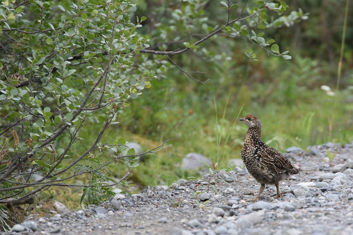 Spruce Grouse - ML609126555