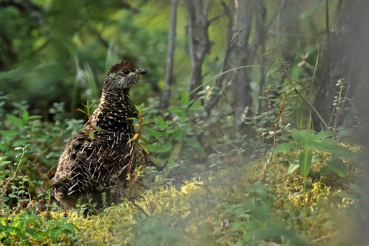 Spruce Grouse - ML609126556