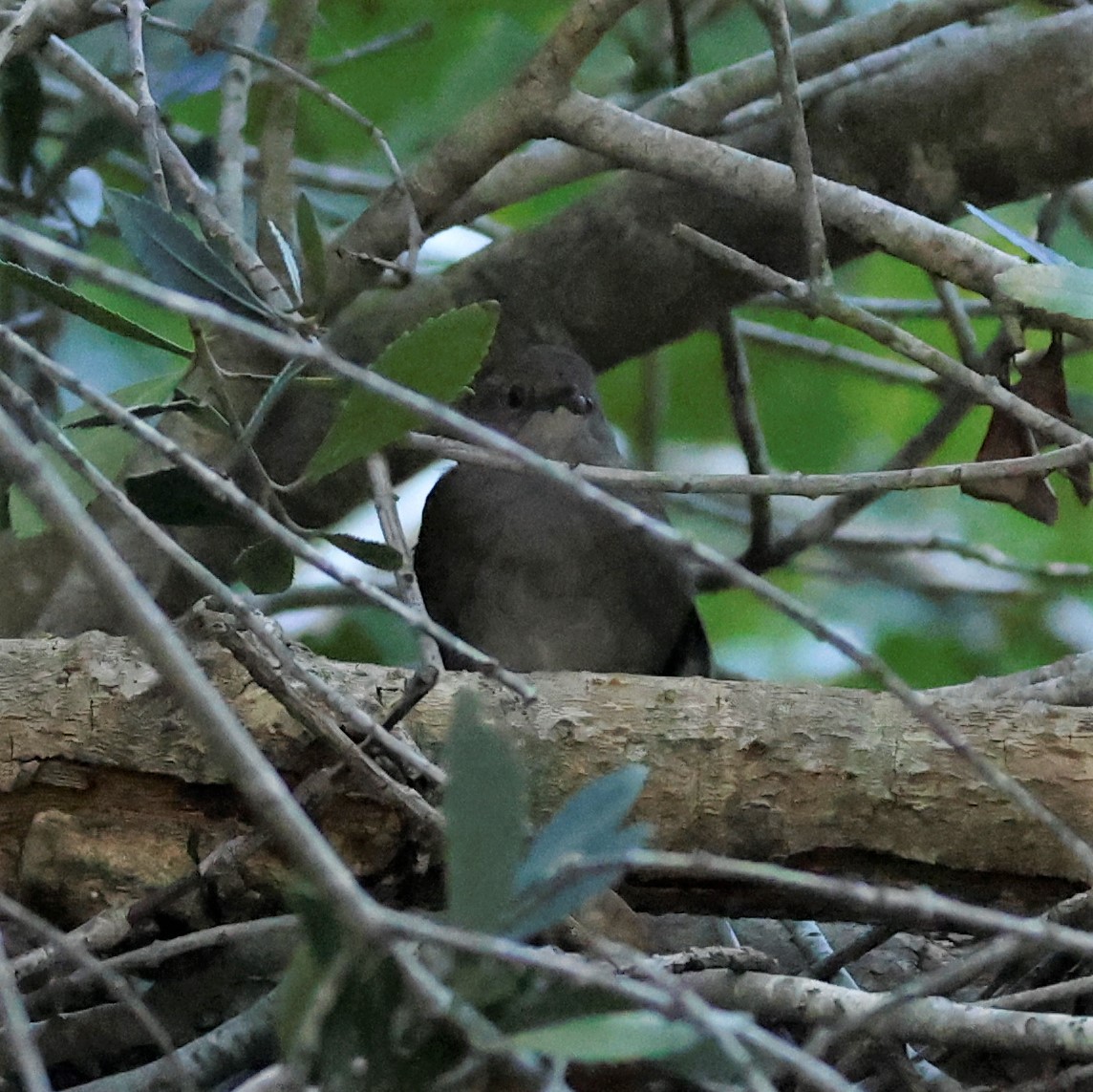 Knysna Warbler - ML609126674