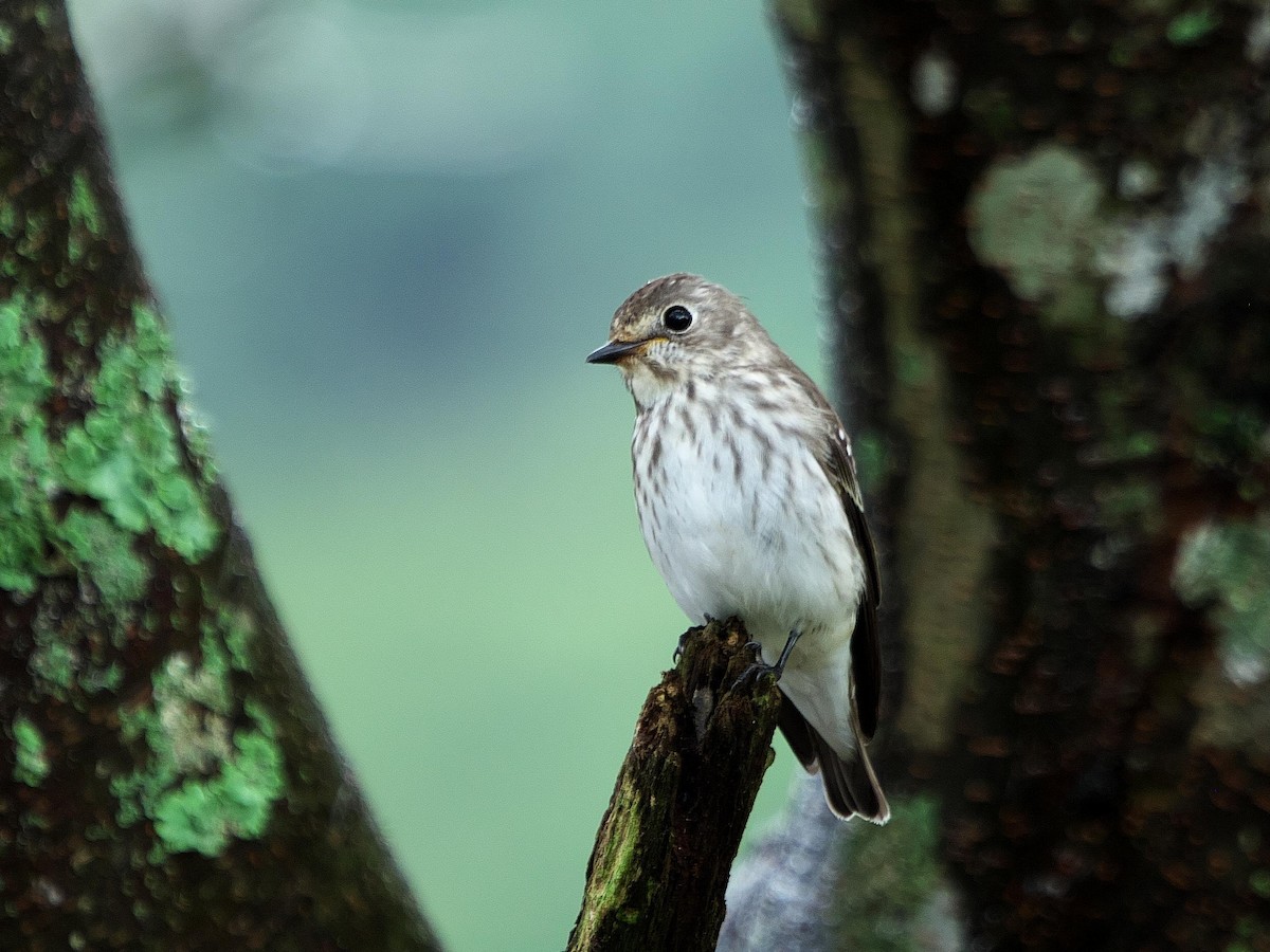 Gray-streaked Flycatcher - Kan Tojima