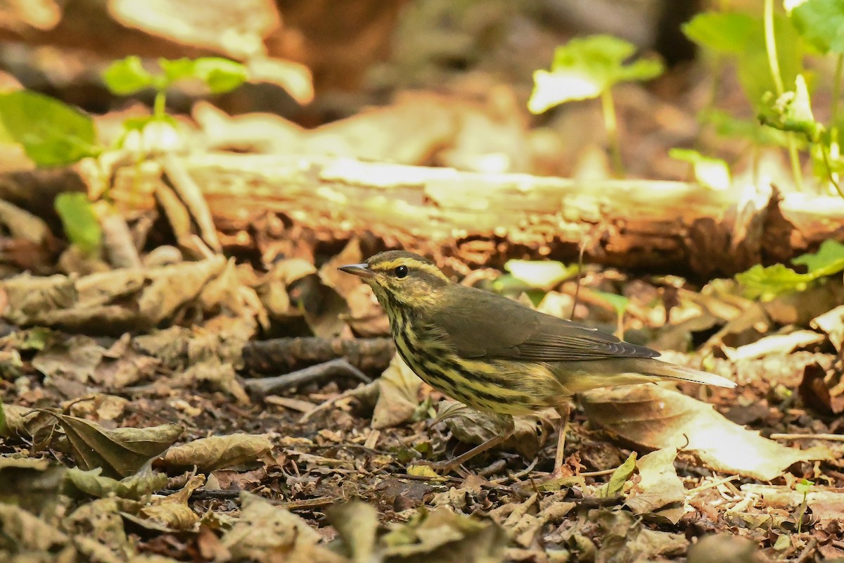 Northern Waterthrush - ML609126753