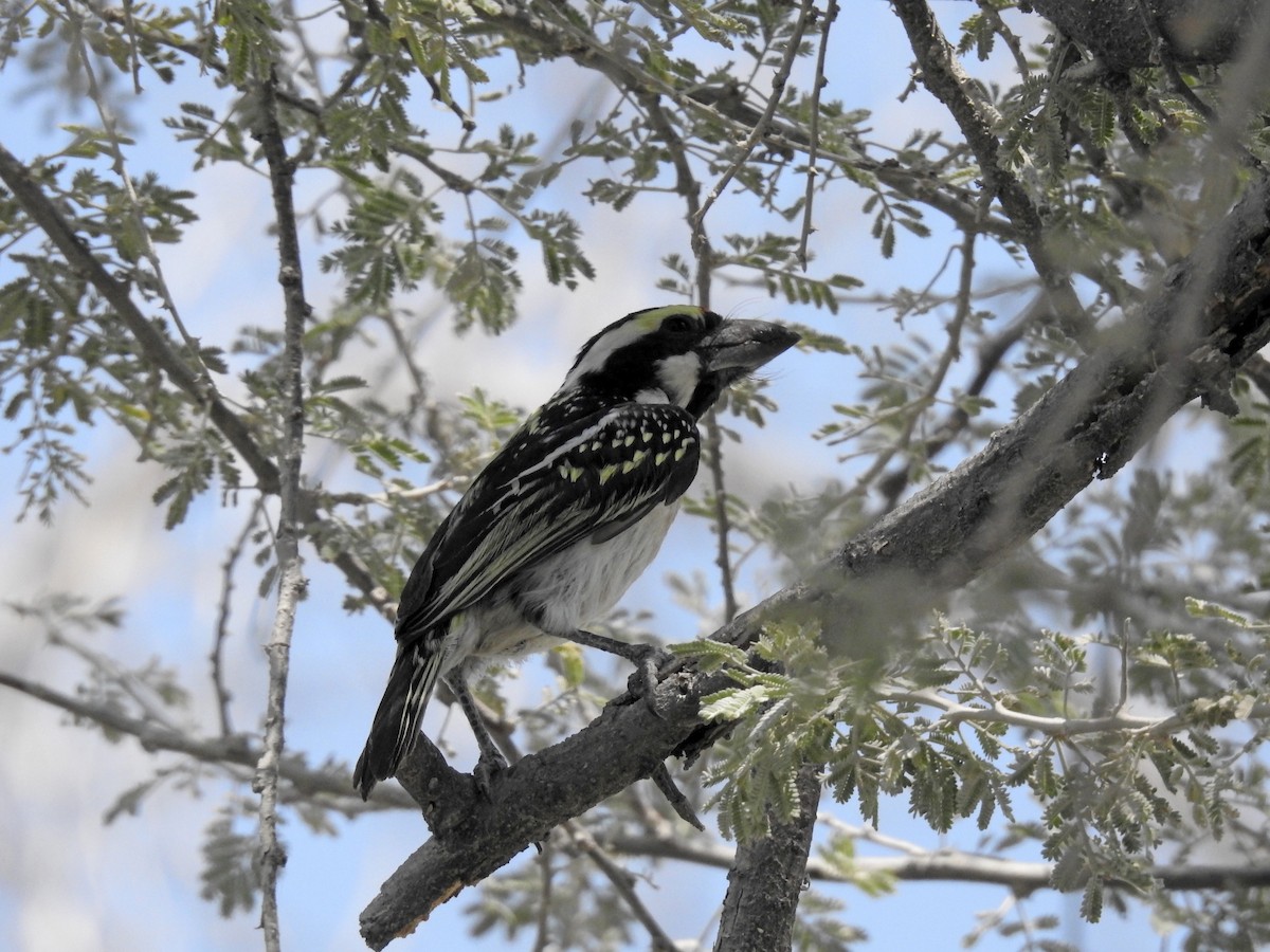 Pied Barbet - ML609126755