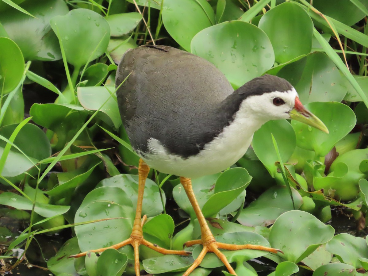 White-breasted Waterhen - ML609126834