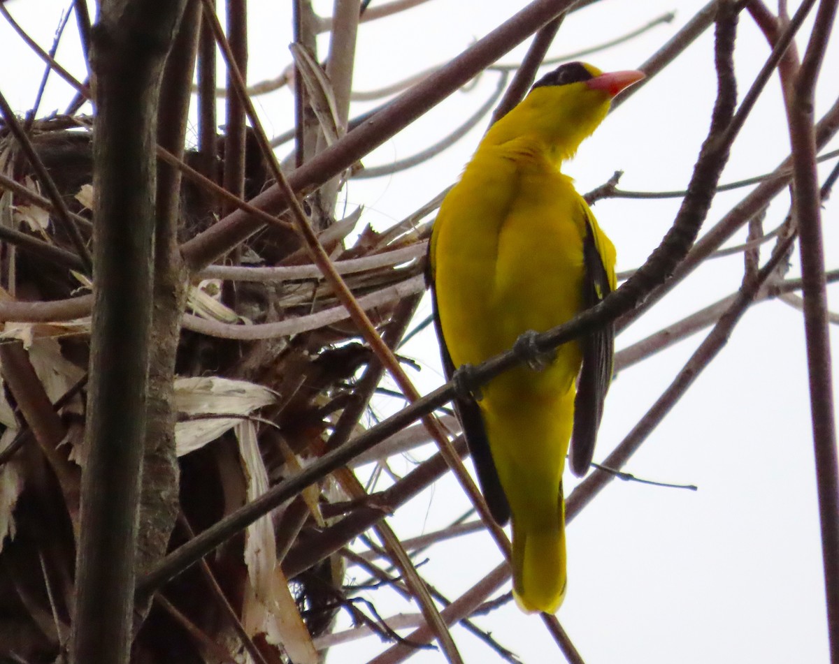 Black-naped Oriole - ML609126842