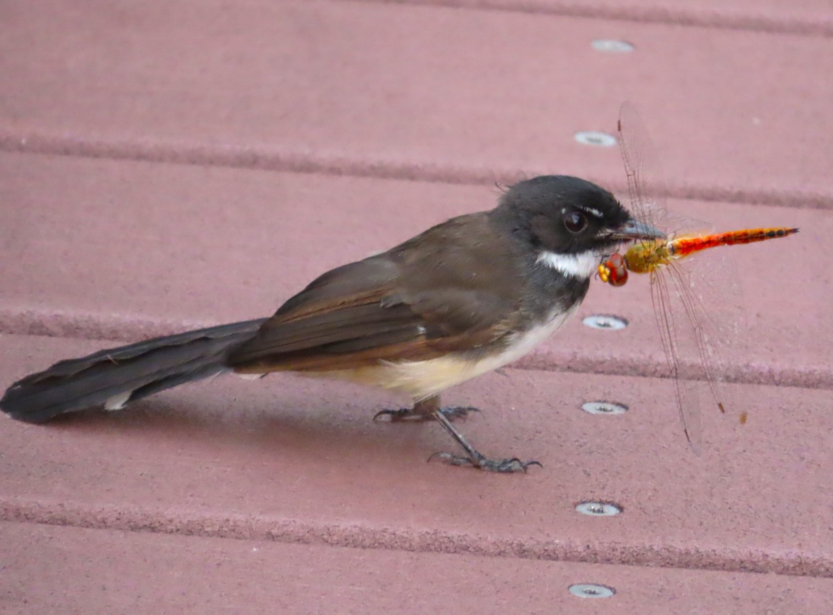 Malaysian Pied-Fantail - ML609126849